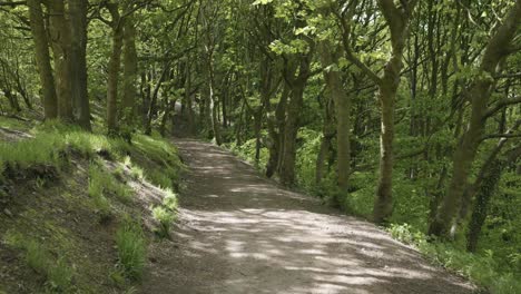 First-person-view-walking-along-a-dense-forest-path-in-summer