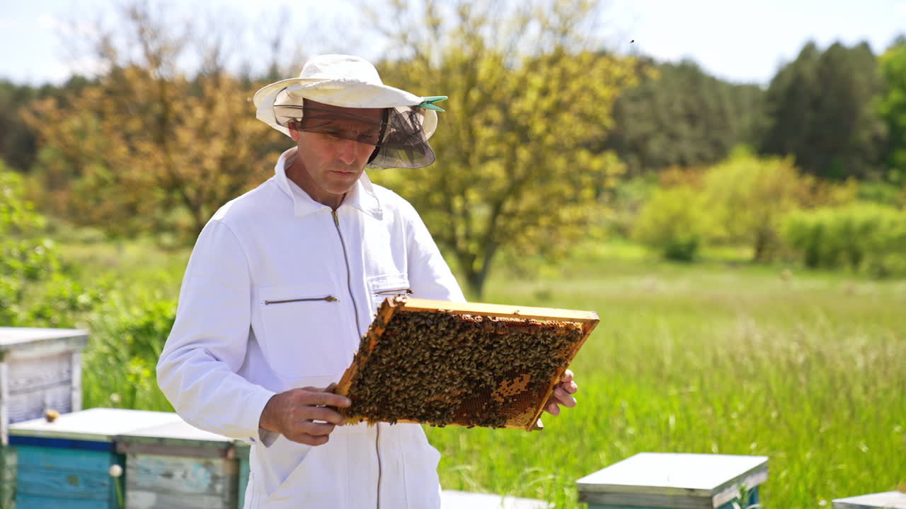Apiculturist looks at frame coated with bee swarm. Man in protective clothes examines his frames with concern. Summer nature backdrop.