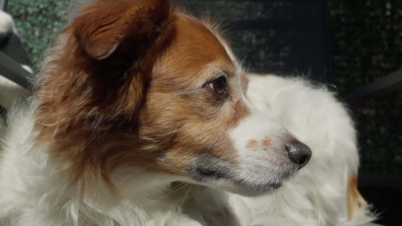 Close-up of a relaxed spaniel mix dog enjoying warm sunlight with eyes closed. Peaceful pet moment capturing calm, comfort, and happiness in a natural outdoor setting