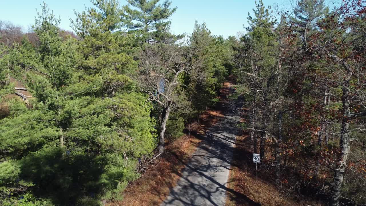 volando por encima de la carretera del bosque a través de árboles verdes y exuberantes en el parque provincial de pinery en ontario, canadá