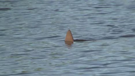 Punto-De-Vista-De-Una-Aleta-De-Tiburón-Moviéndose-A-Lo-Largo-De-La-Superficie-De-Un-Agua