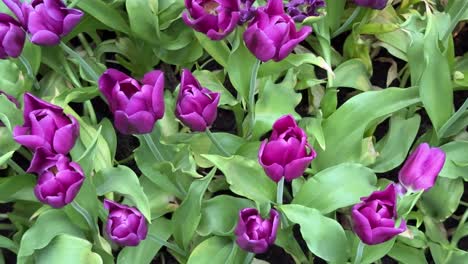 Wunderschöne-Blühende-Lila-Tulpenblüten-Mit-Grünen-Blättern-Im-Hintergrund,-Nahaufnahme