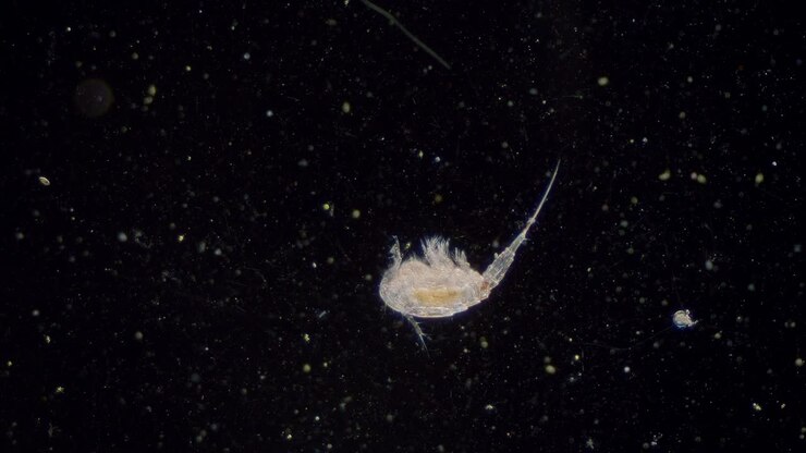 Plankton copepod freshwater cyclop transparent visible internal organs darkfield view under microscope