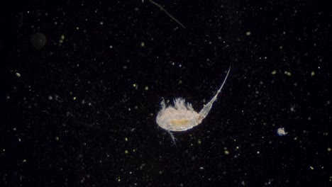 plancton copépodo cíclope de agua dulce órganos internos visibles transparentes vista de campo oscuro bajo el microscopio