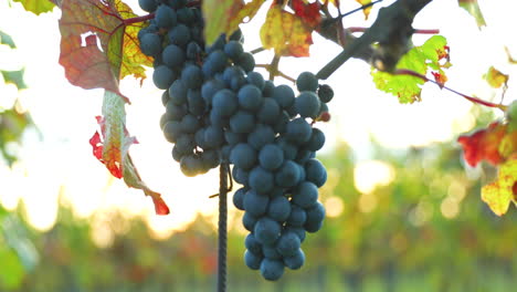 a bunch of ripe grapes from a farm during sunset in the background on the horizon wine, moving in strong wind before harvesting and preparing wine in the south moravia region captured at 4k 60fps