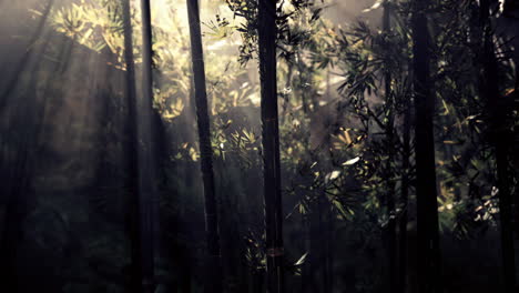 Paisaje-De-árboles-De-Bambú-En-La-Selva-Tropical
