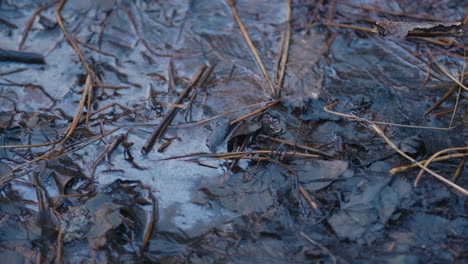 Schließen-Sie-Die-Pfanne-Mit-Nassen-Zweigen-Und-Blättern-In-Einer-Stillen-Wasserpfütze