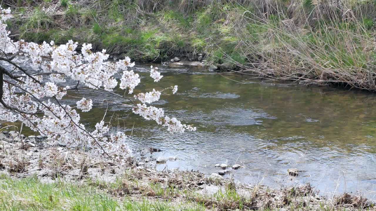 봄철 만발한 사쿠라 꽃 시즌의 작은 운하를 배경으로 한 사쿠라 꽃의 풍경, 후쿠시마-하나미 꽃 시즌-4k uhd 비디오 영화의 칸논지 강