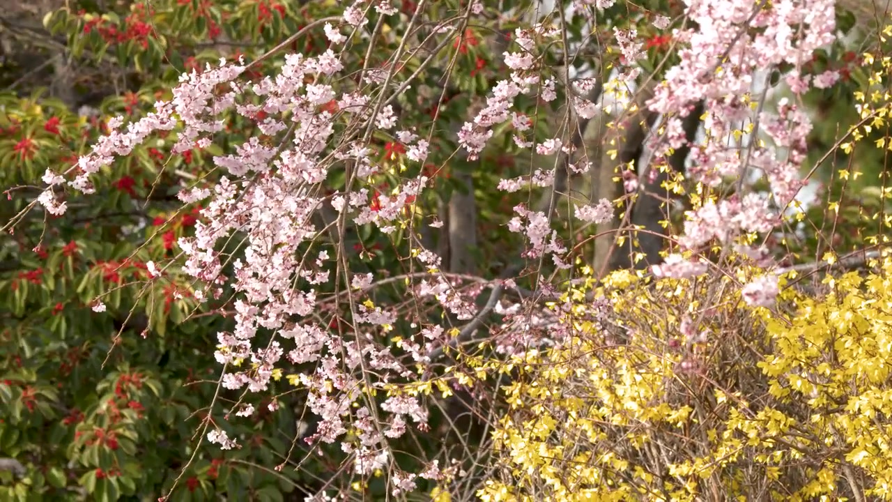A static medium shot captures pink sakura branches and yellow forsythia blooming in spring sunlight.
