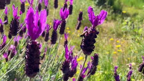 vemos en primer plano en una mañana de primavera lavandula stoechas plantas en flor con su color violeta y percibimos el movimiento creado por el viento y hay un insecto en una de las flores