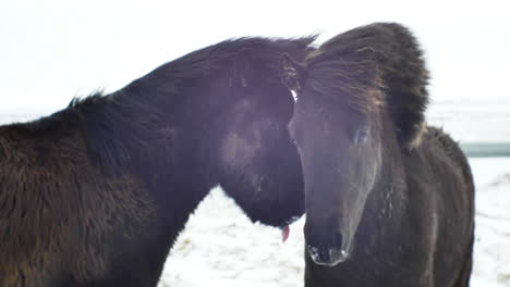 Caballo-Islandés-Negro-En-Ambiente-Frío