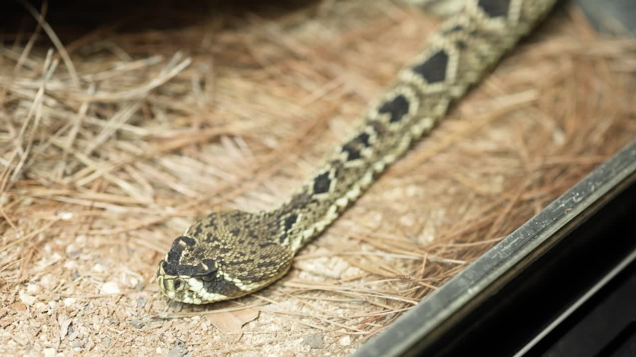 serpiente de cascabel moviéndose dentro de un recinto de vidrio