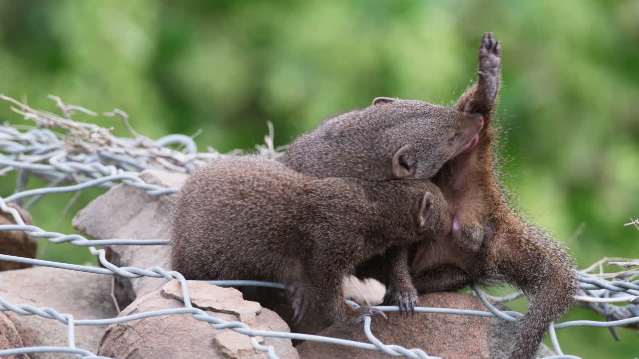 Pair Of Common Dwarf Mongoose Licking Its Genital - Courtship Behavior. - close up