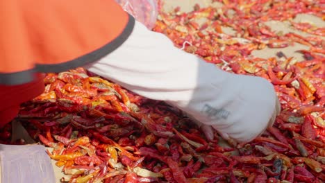 Close-up-hand-of-child-selecting-chilies-at-an-Giang-province,-Vietnam