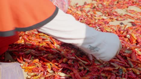 cerrar la mano del niño seleccionando chiles en una provincia de giang, vietnam
