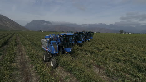 imágenes de drones de tractores cosechando uvas en un viñedo en el cabo occidental de sudáfrica