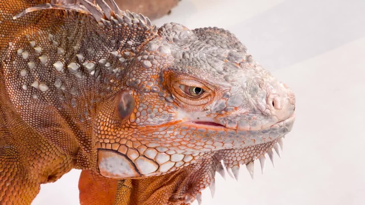 Primer plano de la cabeza de una iguana naranja mientras una mano la toca suavemente