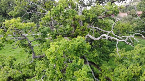 close aerial shot of quercus petraea tree in sweden, downward motion