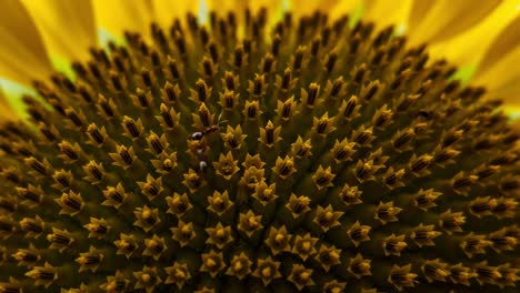 A Close-Up of a Sunflower's Center, Showcasing Its Intricate Seed Pattern and Vibrant Yellow Petals Emphasizing the Beauty of Nature's Design