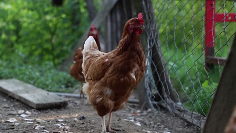 Muchas-Gallinas-Rojas-En-Un-Día-De-Verano-En-El-Pueblo.