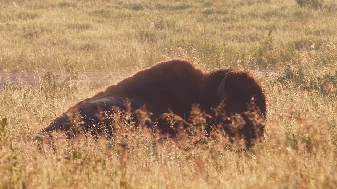 Bison reclining in cool golden prairie grass steams on cool morning