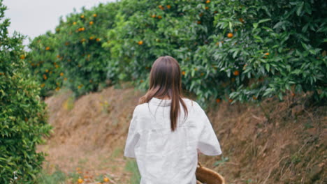 admiring lady stepping tangerine fruits alley back view. woman turning camera