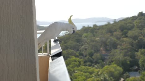 slow motion of cockatoo bird sitting on hotel balcony railing overlooking forest and water area while wind ruffles feathers