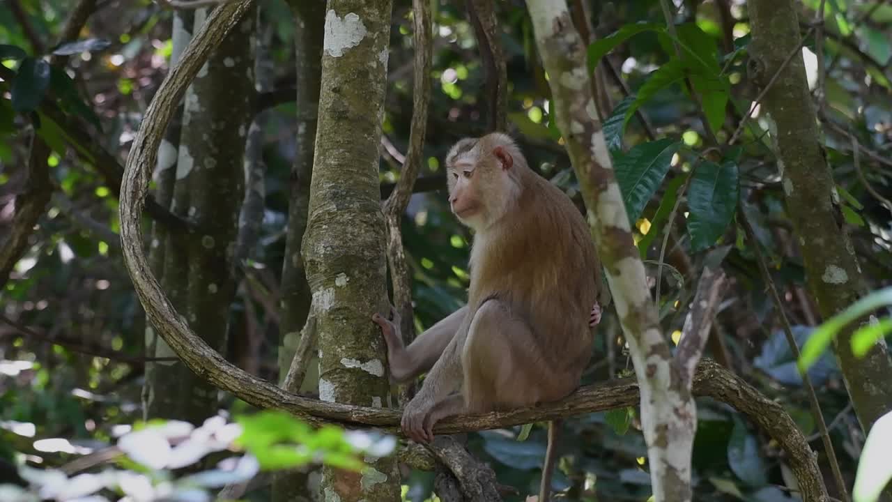 el macaco de cola de cerdo del norte es un primate que se encuentra comúnmente en el parque nacional de khao yai, aunque es una especie vulnerable
