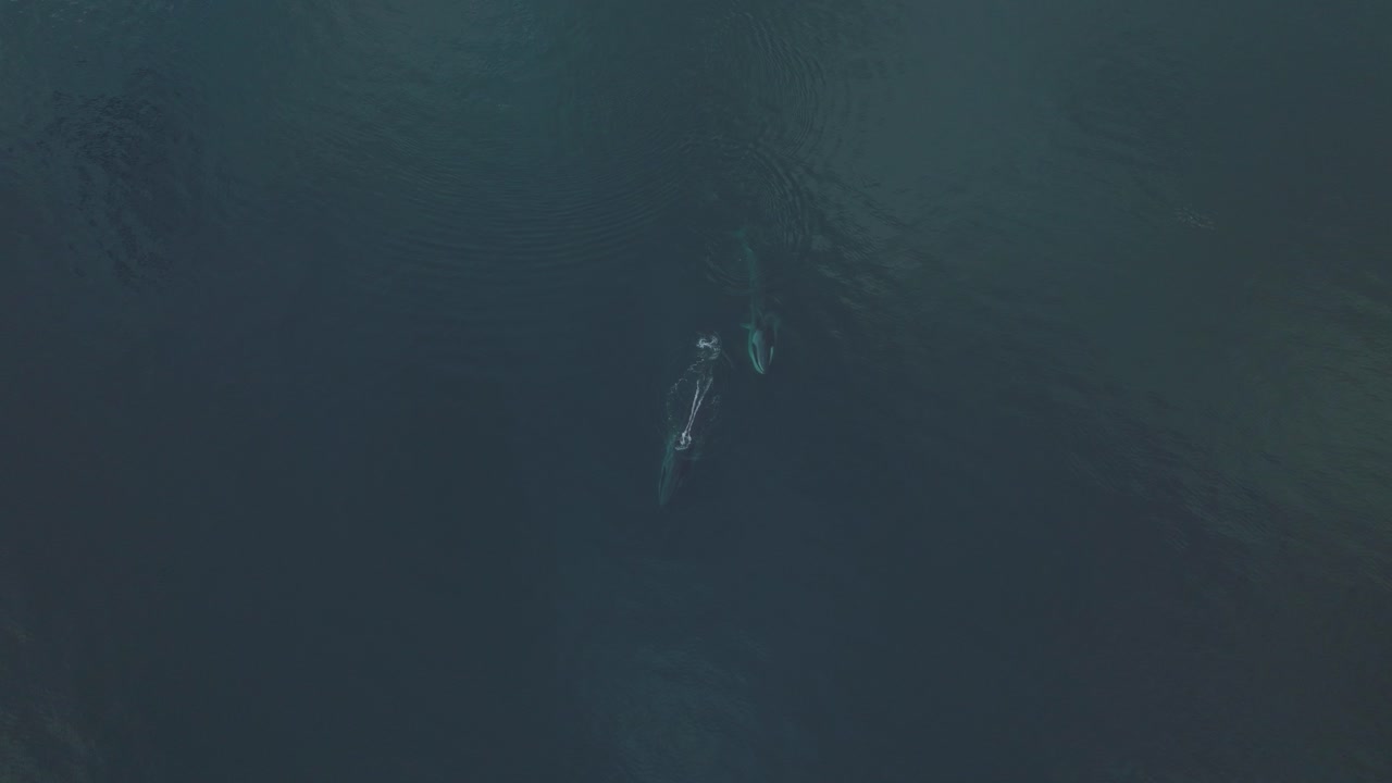 태평양에서 수영하는 두 마리의 지느러미 고래의 아름다운 쌍, 공중