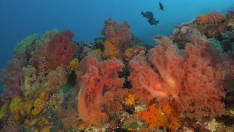 Nahaufnahme-Von-Weichkorallen-In-Vielen-Verschiedenen-Farben-Und-Kleinen-Rifffischen-Mit-Blauem-Ozean-Als-Hintergrund