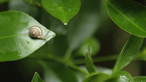 tiny asian tramp snail on the end of a kumquat leaf