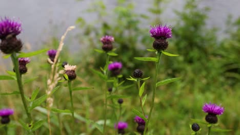 purple flowers blooming in natural setting