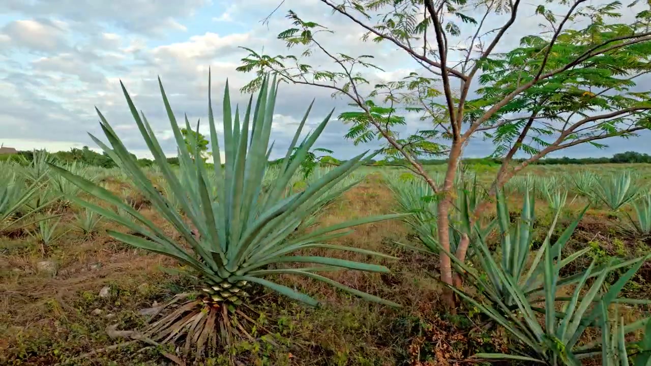 Infinite file di agavi henequen spinose si estendono su terra rossa sotto un'ampia fascia di nuvole grigie sulla piatta terra di piantagione della penisola dello Yucatan in Messico, l'oro verde della regione.