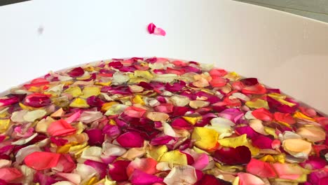 Mano-Femenina-Dejando-Caer-Pétalos-De-Rosa-En-El-Agua-En-Una-Bañera-Llena-De-Flores-En-Bali,-Indonesia