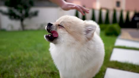 children's hands stroking one white cream pom dog on the grass. shuffling dog.