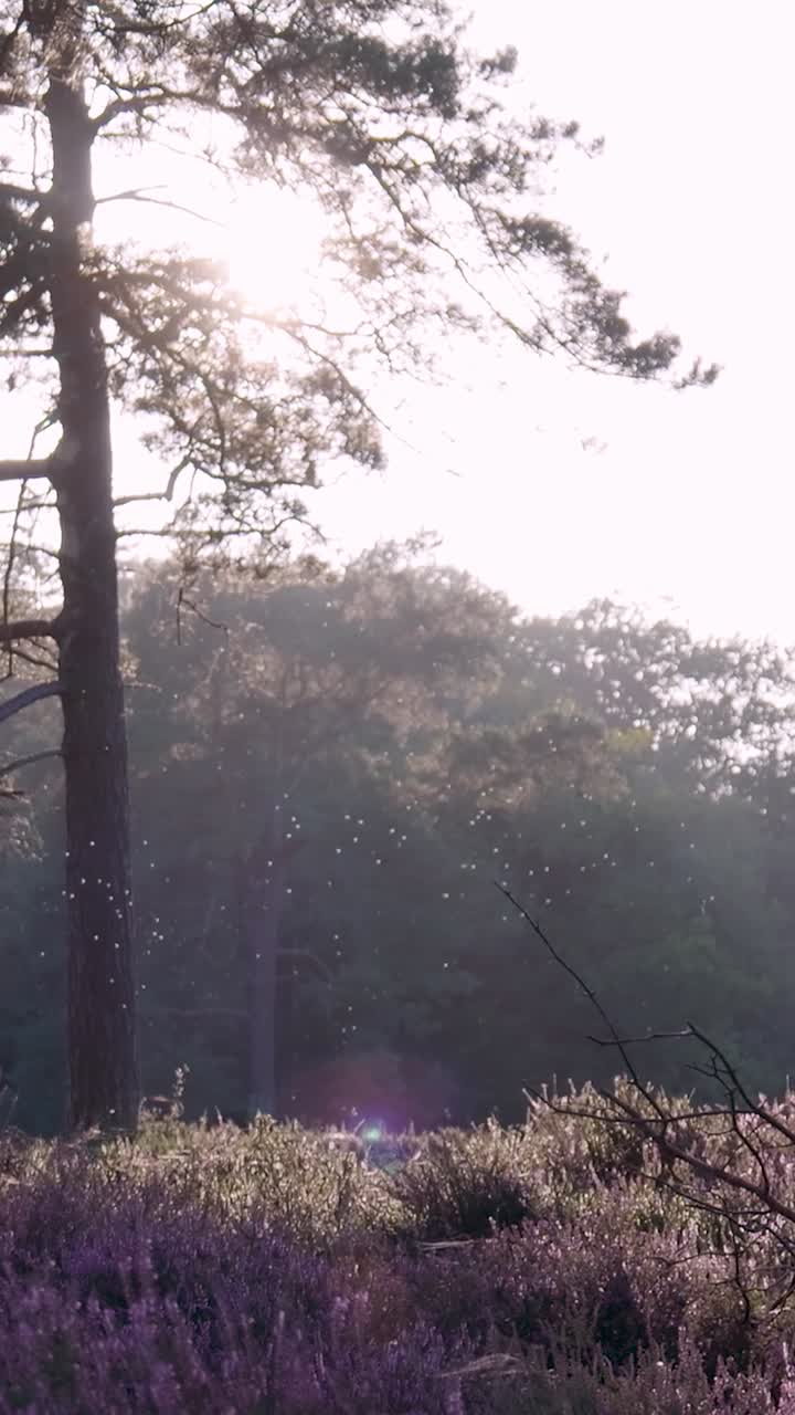 Sunny Forest with Purple Flowers and Sunbeams