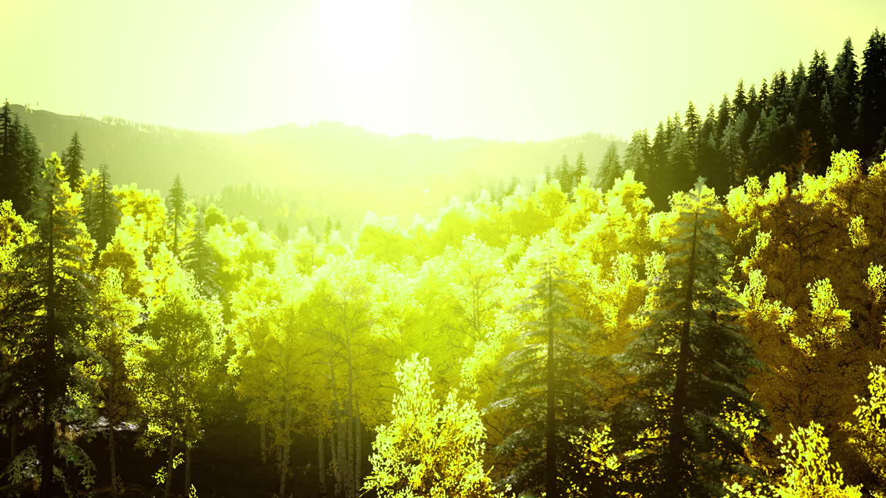 Sunlight streaming through vibrant green forest in autumn season
