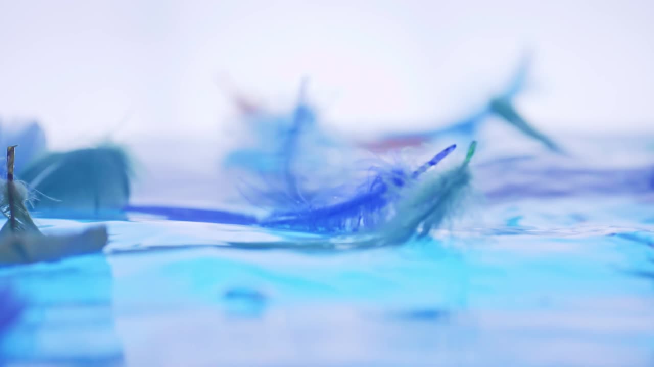 la pluma del pájaro cayó sobre la superficie del agua, la ligereza y la ternura de la caída con sentido de cámara lenta