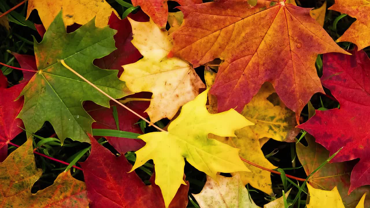 Colorful Autumn Leaves. Autumn Background
