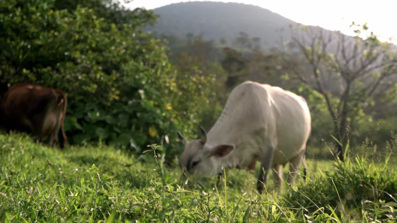 This image presents a classic Costa Rican scene, with several cows grazing peacefully in a verdant pasture in La Fortuna