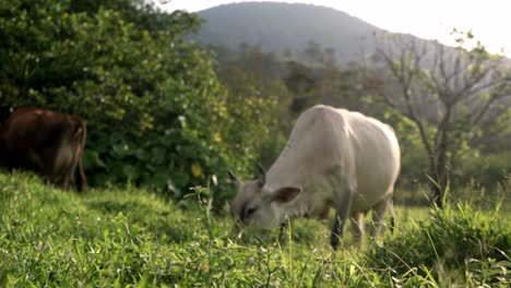this image presents a classic costa rican scene, with several cows grazing peacefully in a verdant pasture in la fortuna