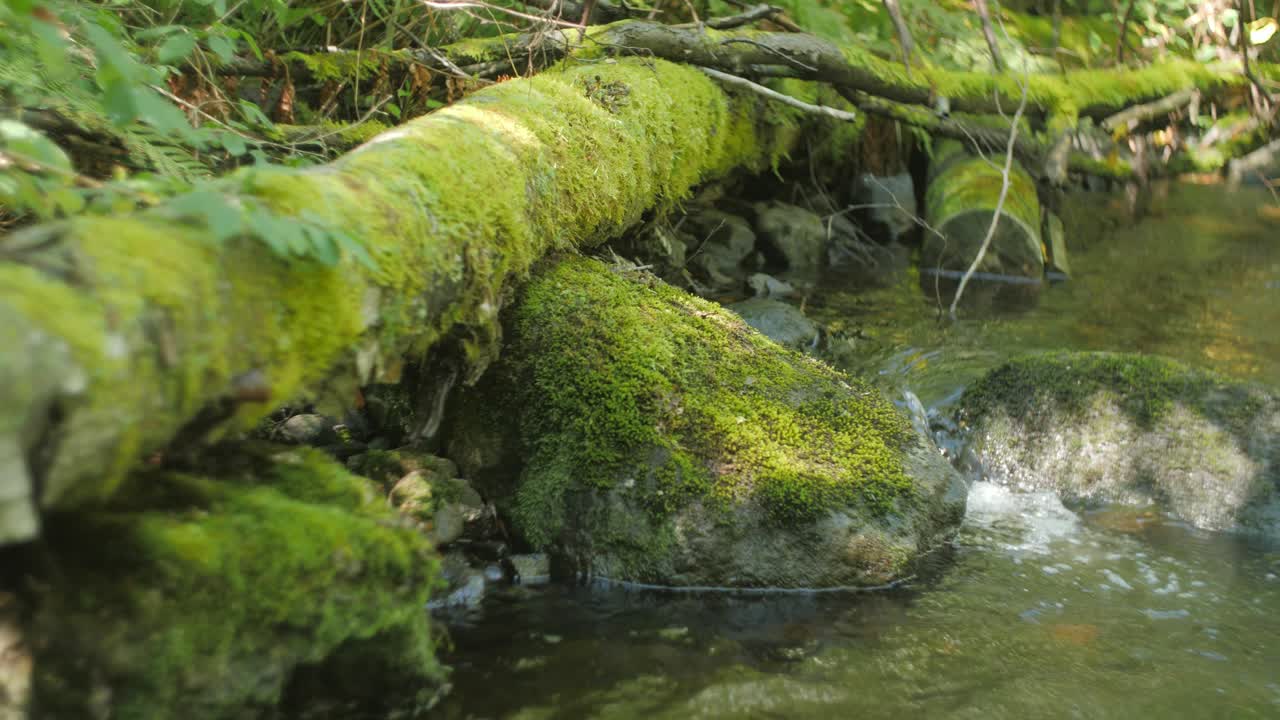 árbol caído con musgo y corriente de agua en un bosque.