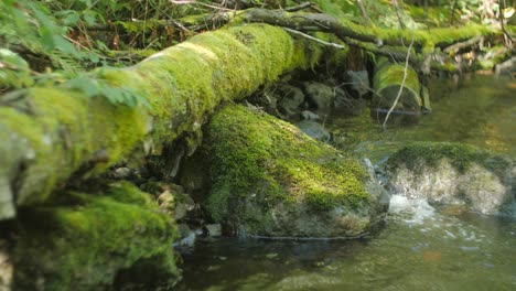 Umgestürzter-Baum-Mit-Moos-Und-Fließendem-Wasser-In-Einem-Wald