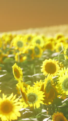 sunflowers field