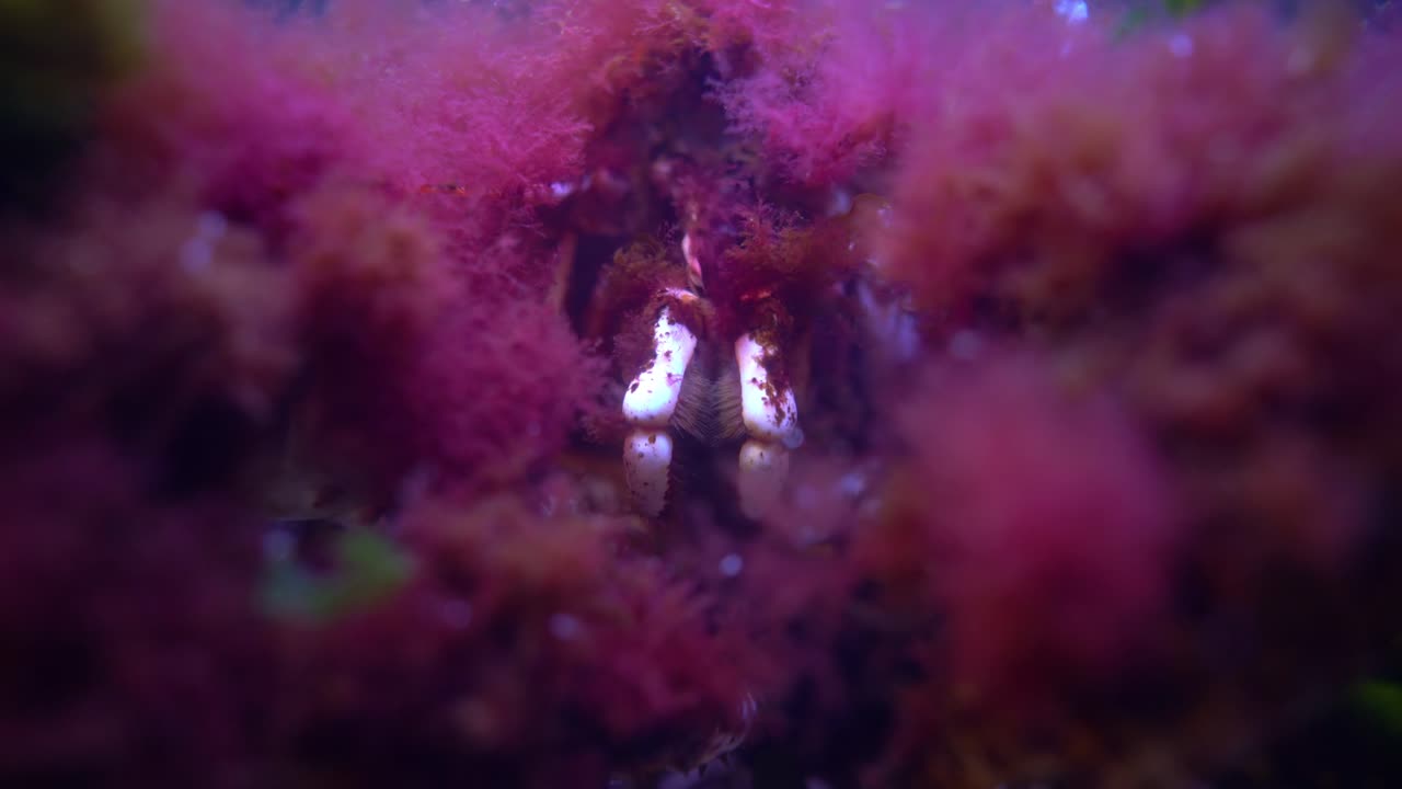 el cangrejo rey rojo, paralithodes camtschaticus