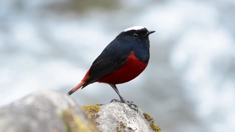 el colirrojo de cabeza blanca es conocido por su hermosa corona blanca, alas de color azul oscuro negruzco y marrón debajo de las plumas y su cola comienza con rojo