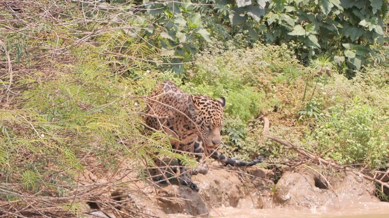 olas del río en el borde y jaguar en el monte