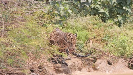 Flusswellen-Am-Rand-Und-Jaguar-Im-Busch