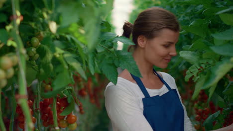 woman agronomist checking tomatoes harvest cultivation in modern organic farm.