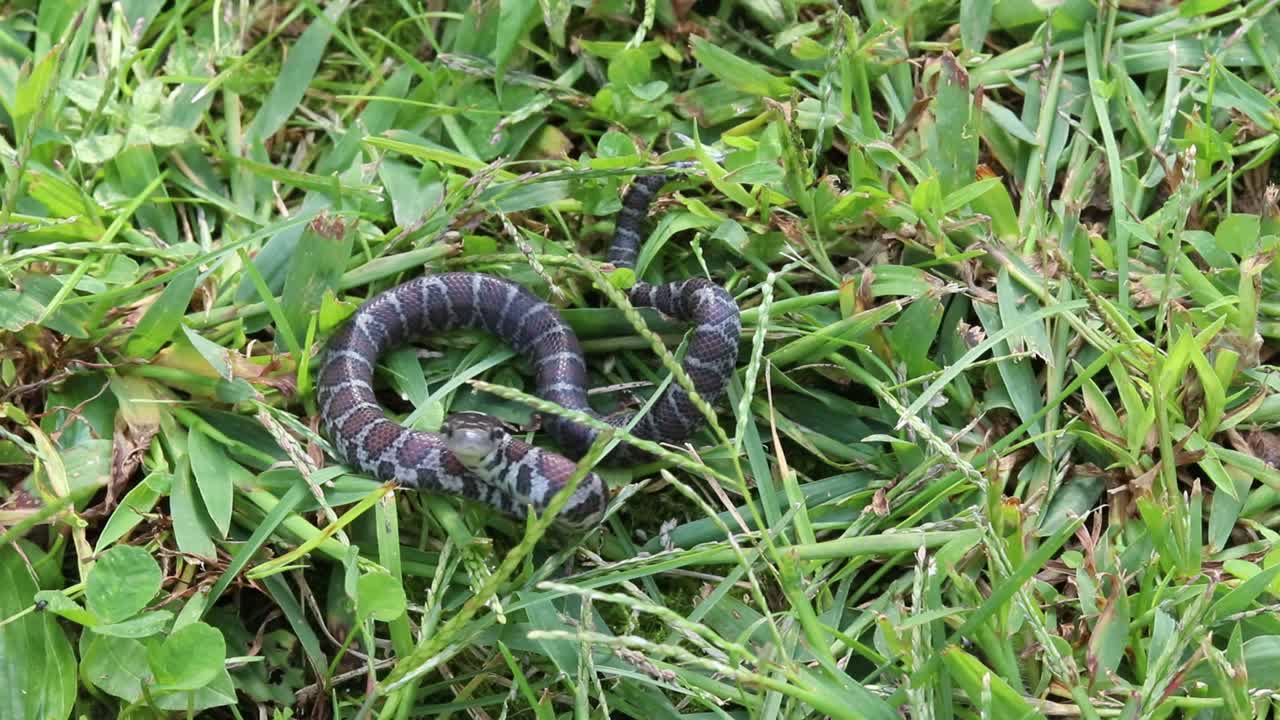 vista estática en cámara lenta de una pequeña serpiente en la hierba mirando a un atacante